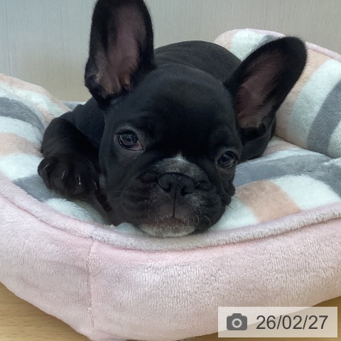 フレンチ・ブルドッグの写真