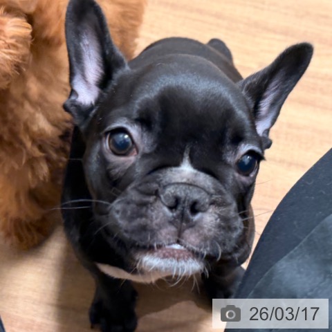 岡山県のフレンチブルドッグ (ペッツワン 岡山南店/2025年12月21日生まれ/女の子/ブリンドル)の子犬の3枚目の画像