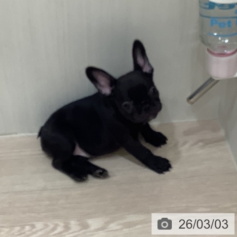 岡山県のフレンチブルドッグ (ペットプラス 岡山店/2025年12月26日生まれ/女の子/ブリンドル)の子犬の3枚目の画像