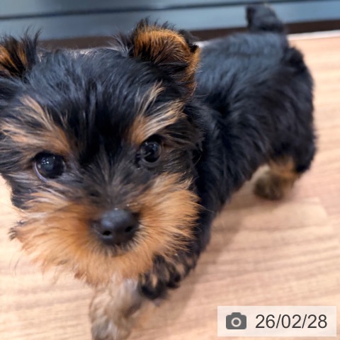 岡山県のヨークシャーテリア (ペッツワン 岡山南店/2025年12月25日生まれ/女の子/スチールブルータン)の子犬の4枚目の画像