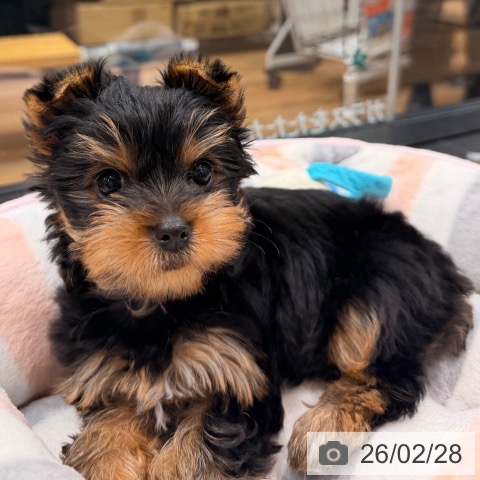 岡山県のヨークシャーテリア (ペッツワン 岡山南店/2025年12月25日生まれ/女の子/スチールブルータン)の子犬の3枚目の画像