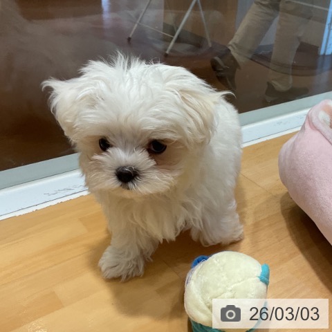 マルチーズの写真