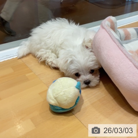 マルチーズの写真