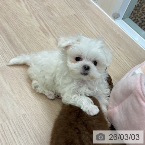 マルチーズの写真