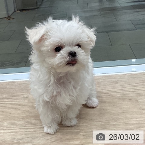 マルチーズの写真