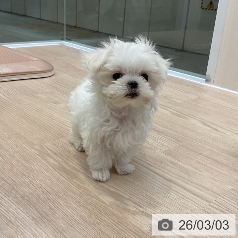 マルチーズの写真