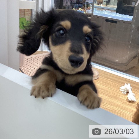 カニーンヘン・ダックスフンドの写真