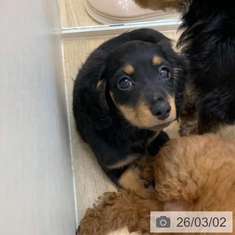 カニーンヘン・ダックスフンドの写真