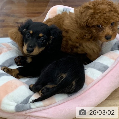 カニーンヘン・ダックスフンドの写真