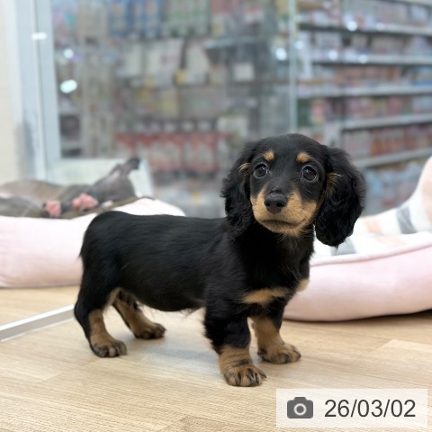 京都府のカニンヘンダックスフンド(ロング) (ペットプラス 久御山店/2025年12月10日生まれ/女の子/ブラックタン)の子犬の3枚目の画像