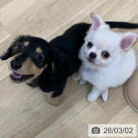 ミニチュア・ダックスフンドの写真