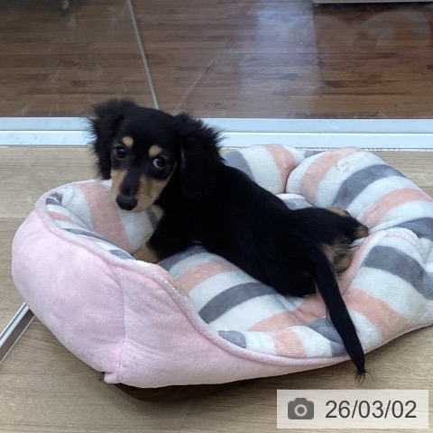 ミニチュア・ダックスフンドの写真