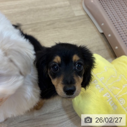 ミニチュア・ダックスフンドの写真