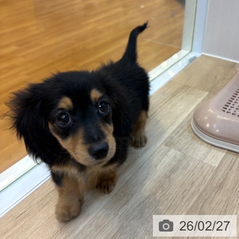 ミニチュア・ダックスフンドの写真