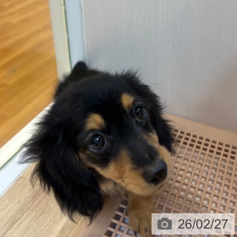 ミニチュア・ダックスフンドの写真