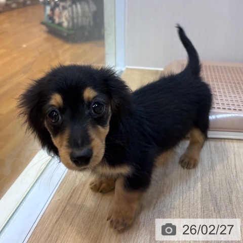 ミニチュア・ダックスフンドの写真