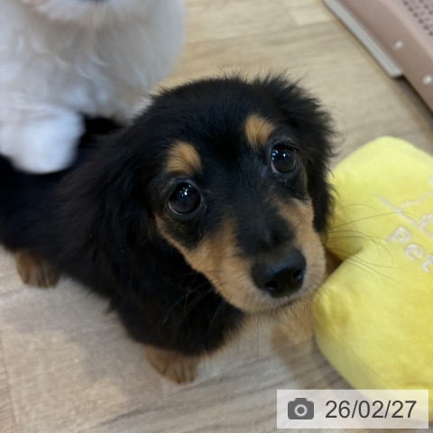 ミニチュア・ダックスフンドの写真