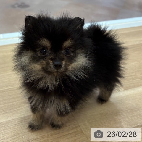 ポメラニアンの写真