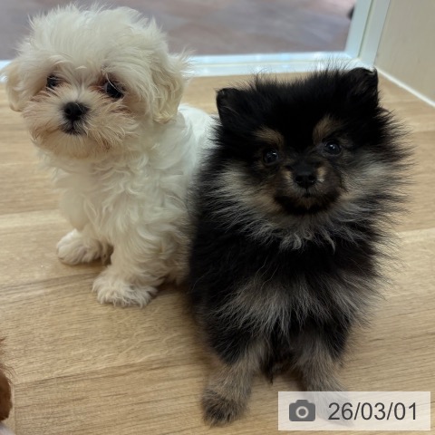 ポメラニアンの写真