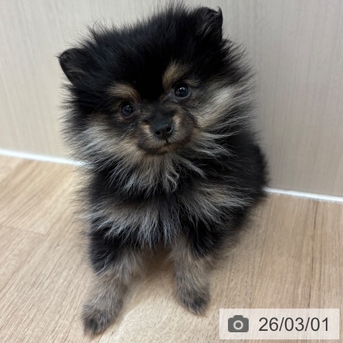 ポメラニアンの写真