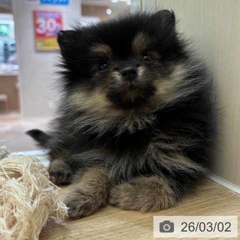 ポメラニアンの写真