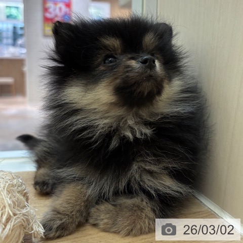 ポメラニアンの写真