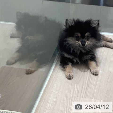 ポメラニアンの写真