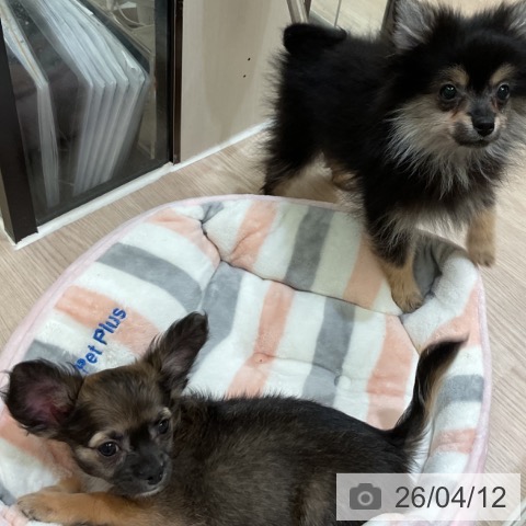 ポメラニアンの写真