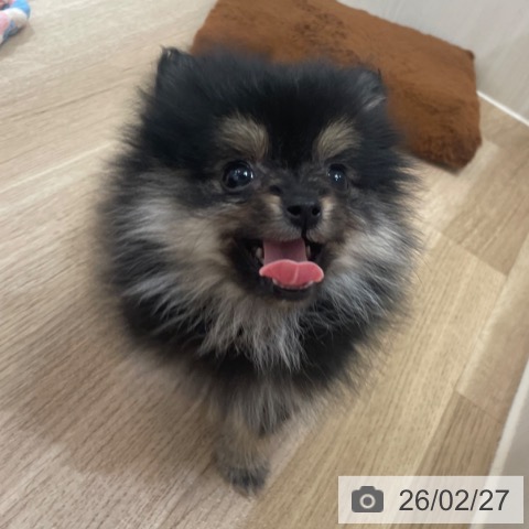 ポメラニアンの写真