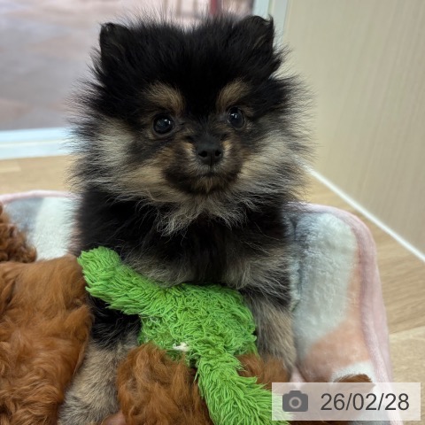 ポメラニアンの写真