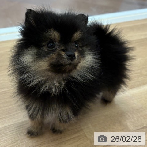 ポメラニアンの写真