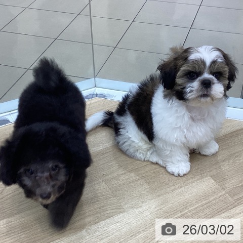 シー・ズーの写真