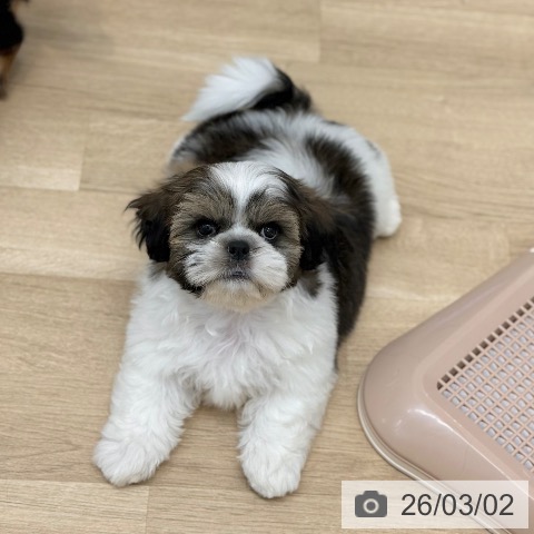 シー・ズーの写真