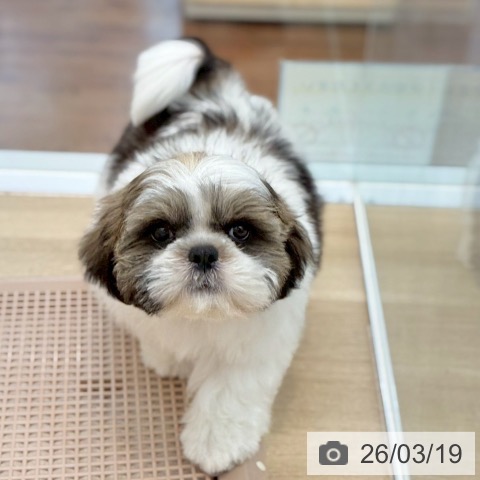 京都府のシーズー (ペットプラス 久御山店/2025年12月21日生まれ/男の子/ホワイトゴールド)の子犬の4枚目の画像