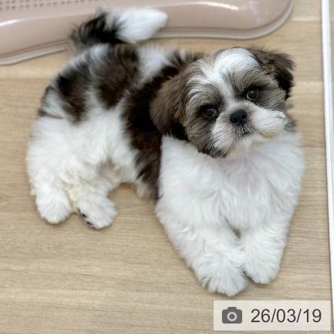 京都府のシーズー (ペットプラス 久御山店/2025年12月21日生まれ/男の子/ホワイトゴールド)の子犬の3枚目の画像