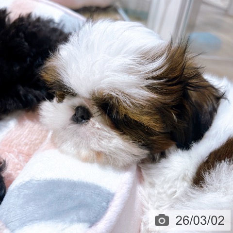 大阪府のシーズー (ペットプラス イオン大日店/2025年12月21日生まれ/男の子/ホワイトゴールド)の子犬の4枚目の画像