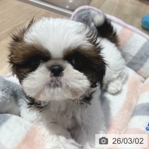 大阪府のシーズー (ペットプラス イオン大日店/2025年12月21日生まれ/男の子/ホワイトゴールド)の子犬の3枚目の画像