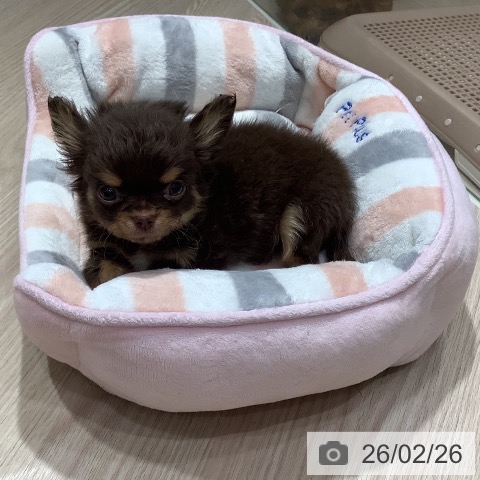 徳島県のチワワ(ロング) (ペットプラス 徳島店/2025年12月8日生まれ/男の子/チョコレートタン)の子犬の3枚目の画像