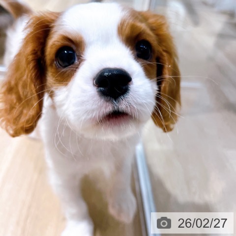 キャバリア・キングチャールズ・スパニエルの写真