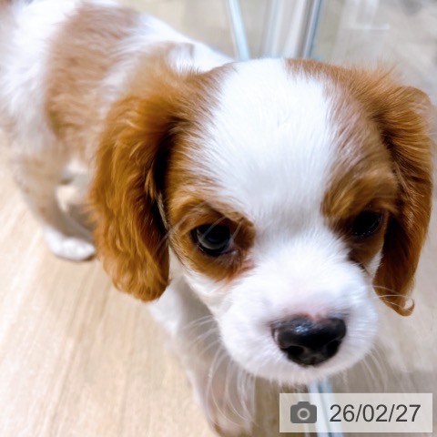 キャバリア・キングチャールズ・スパニエルの写真
