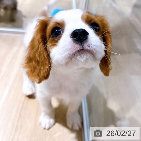 キャバリア・キングチャールズ・スパニエルの写真