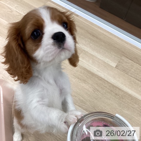 キャバリア・キングチャールズ・スパニエルの写真