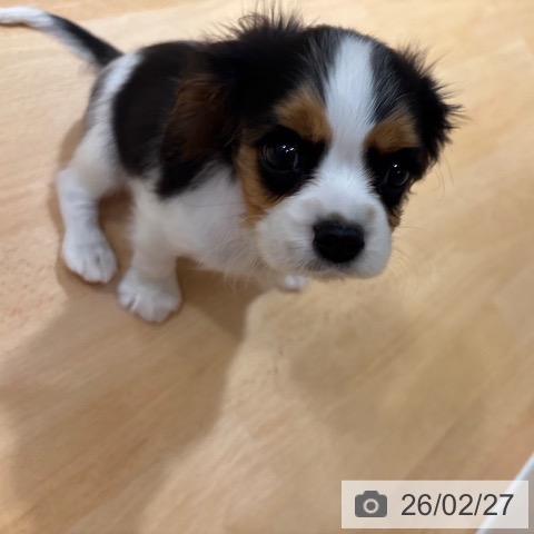 キャバリア・キングチャールズ・スパニエルの写真