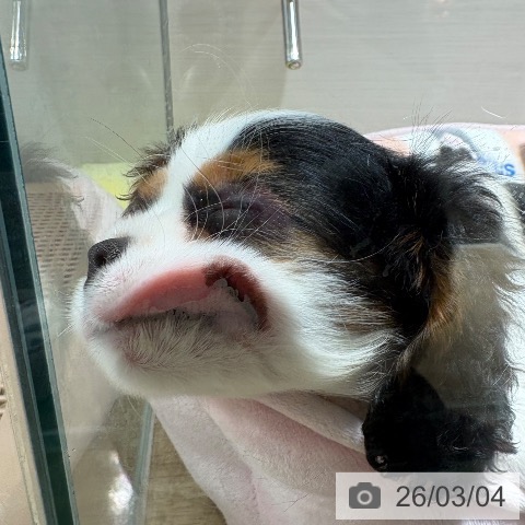 兵庫県のキャバリアキングチャールズスパニエル (ペットプラス 神戸三宮店/2025年12月23日生まれ/男の子/トライカラー)の子犬の3枚目の画像