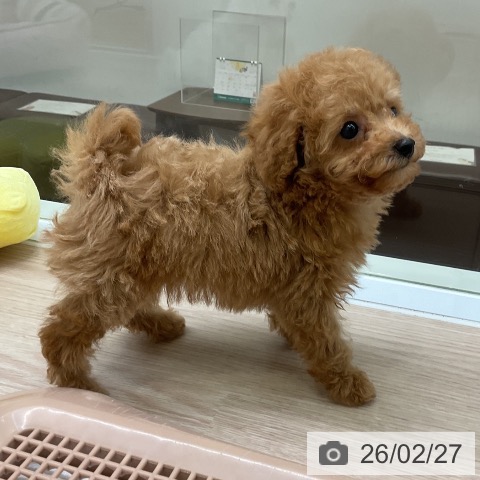 トイ・プードルの写真