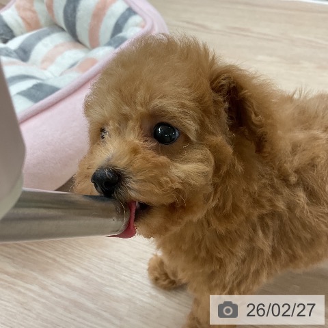 トイ・プードルの写真