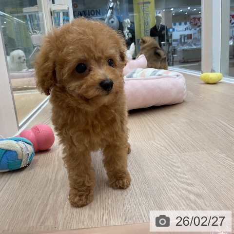 トイ・プードルの写真