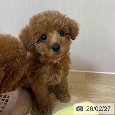 トイ・プードルの写真