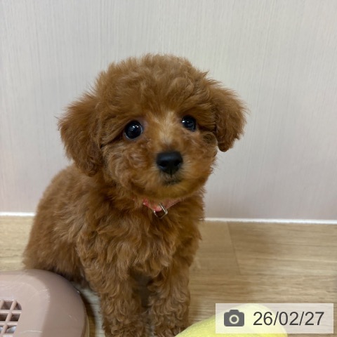 トイ・プードルの写真