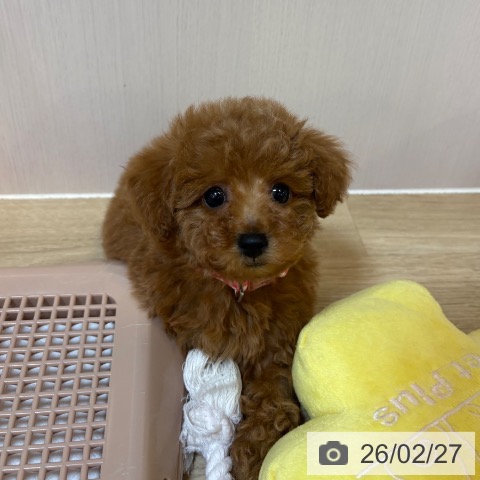 トイ・プードルの写真